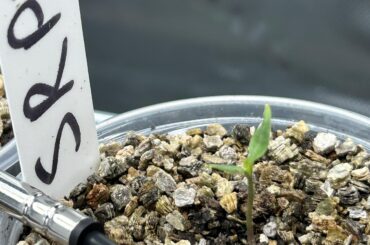 Random SRPS seedling is about twice as tall as my others.