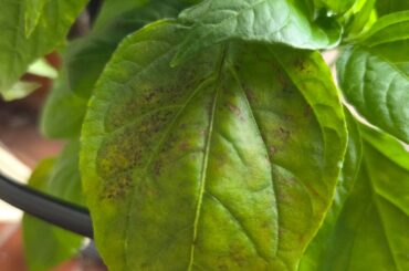 Nutrient burn or overwatering?