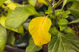 Yellowing Leaves on Scotch Bonnet Peppers