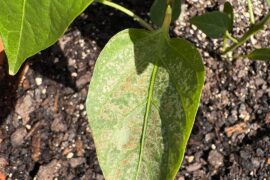 First time grower. Question.