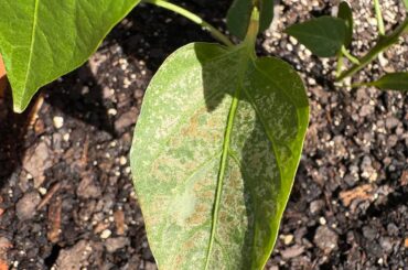First time grower. Question.