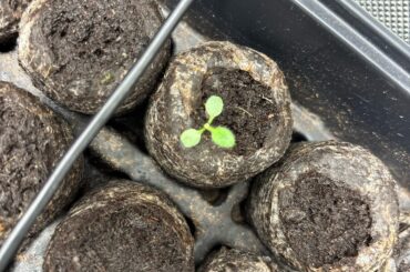 Supposed to be peppers