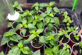 Please help/advice from experienced pepper growers