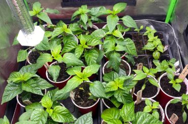 Please help/advice from experienced pepper growers