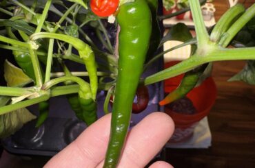 Deformed Cayenne
