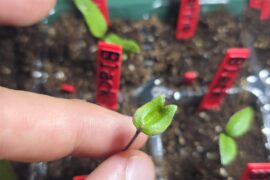 Black Panther pepper seedling with fused cotyledons and no true leaves