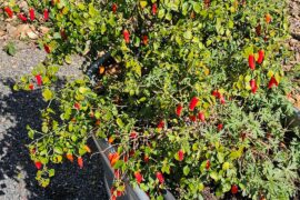 My Serano doesn't die