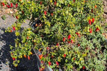 My Serano doesn't die