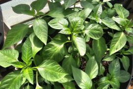 Greenhouse Experiment