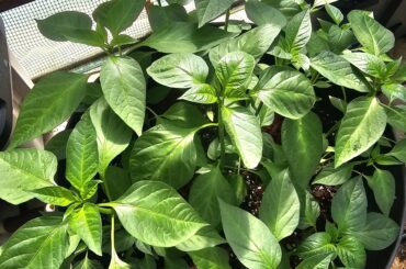 Greenhouse Experiment