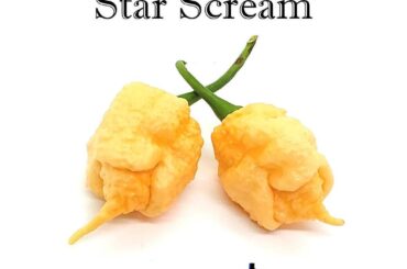 How long does it usually take for star scream peppers to pop up?