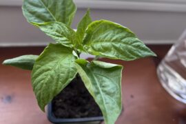 Leaf curl- too much light?