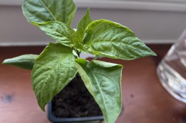 Leaf curl- too much light?