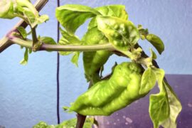 Darth Maul x Fatalii Gourmet Jigsaw - Hot Pepper Seeds Shop