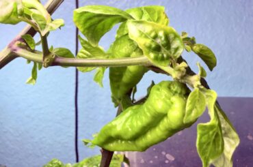 Darth Maul x Fatalii Gourmet Jigsaw - Hot Pepper Seeds Shop