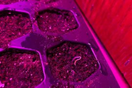 Early Scorpion pepper germination?