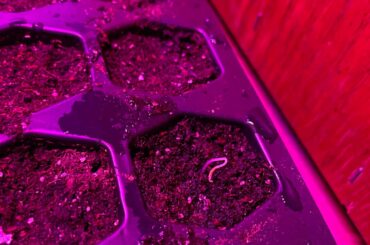 Early Scorpion pepper germination?