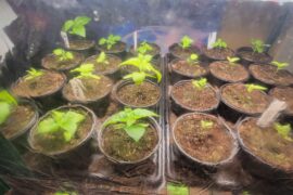 Colorado Pepper Farm