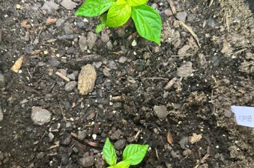 What’s wrong with my plant