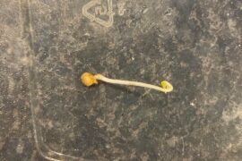 First time I’ve had a pepper seedling root into its seed casing