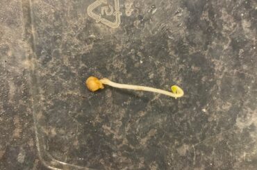 First time I’ve had a pepper seedling root into its seed casing