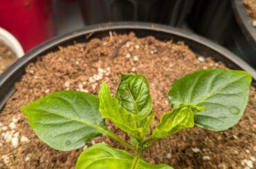 Why are the leaves so curled?