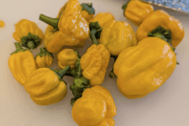 What's wrong with my peppers? Is it a tumor? IT'S NOT A TOOMAH!