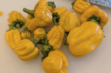 What's wrong with my peppers? Is it a tumor? IT'S NOT A TOOMAH!