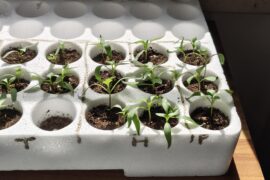 Are they too small to repot?