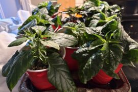 Finally got decent lights and holy crap!