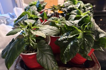 Finally got decent lights and holy crap!