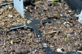 Pink Tigers are the only superhots that didn’t helmet head for me this year.