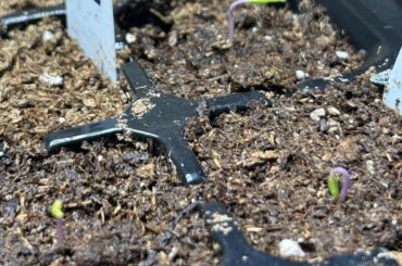 Pink Tigers are the only superhots that didn’t helmet head for me this year.