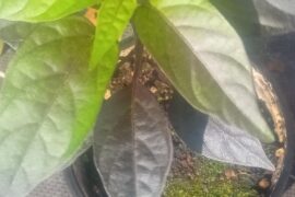 First attempt at growing Black Pearl peppers when will they flower.