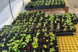 80 degrees today, 27 degrees Thursday night. Just another week in the Appalachians.