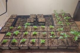 First Time Grower's Pepper Horde