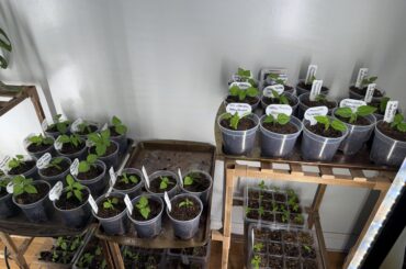 San Diego seedlings
