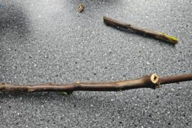 What is the reason of this?