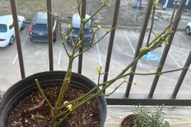 One month after transplant; no growth, some browning on tip. Any help?!