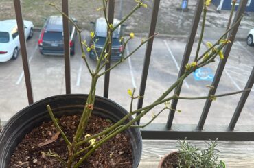 One month after transplant; no growth, some browning on tip. Any help?!