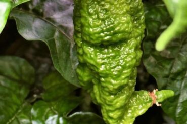 When good peppers go bad