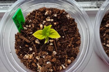 Need Help Again Please