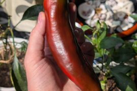 My year-old ghost plant decided to grow exactly one, giant pepper
