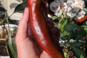 My year-old ghost plant decided to grow exactly one, giant pepper