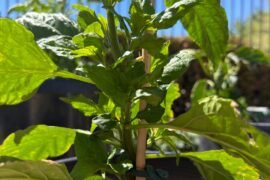 Should I prune these ghost pepper plants?