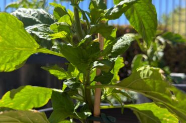 Should I prune these ghost pepper plants?