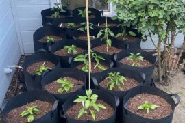 Post-Transplant Update