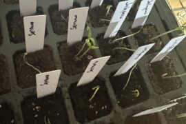 My fault i neglected these babies