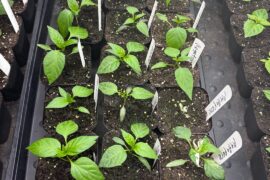 The babies are growing