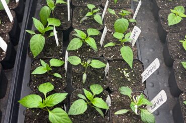 The babies are growing